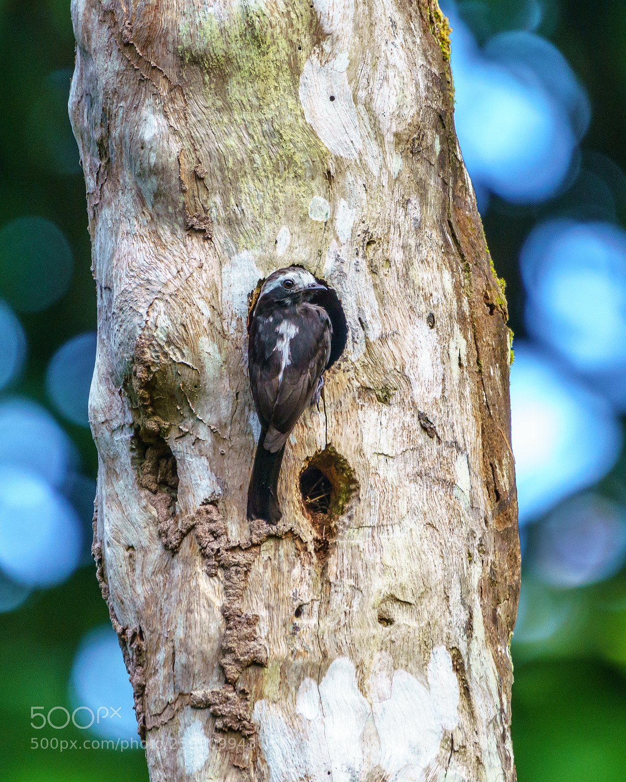 Sony a7R III sample photo. Sitting at the nest photography