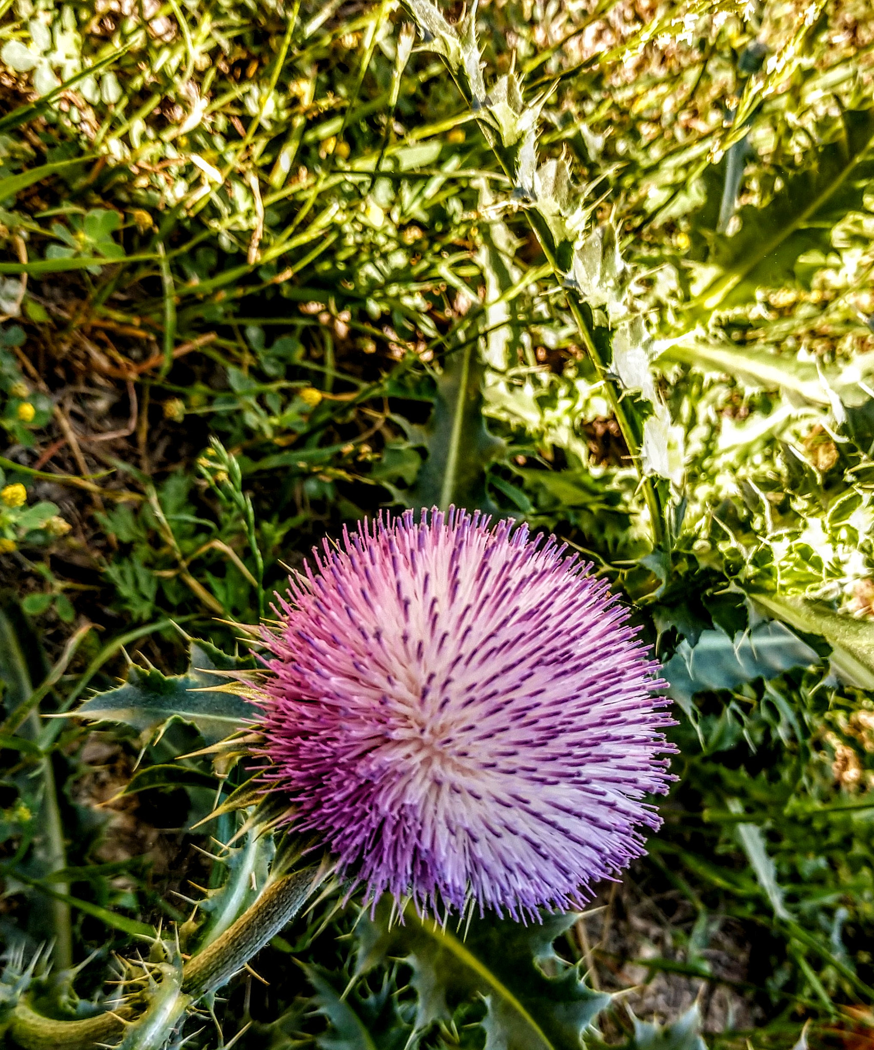 Motorola Moto Z (2) sample photo. Wild flowers in east texas photography