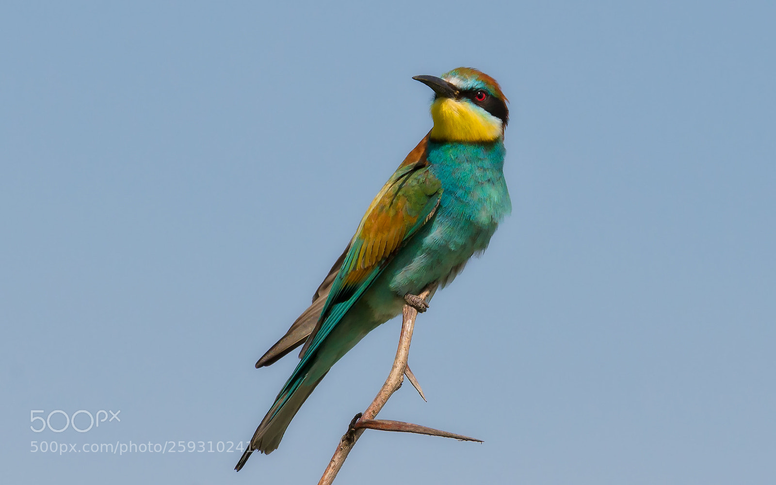 Nikon D610 sample photo. Golden bee-eater photography