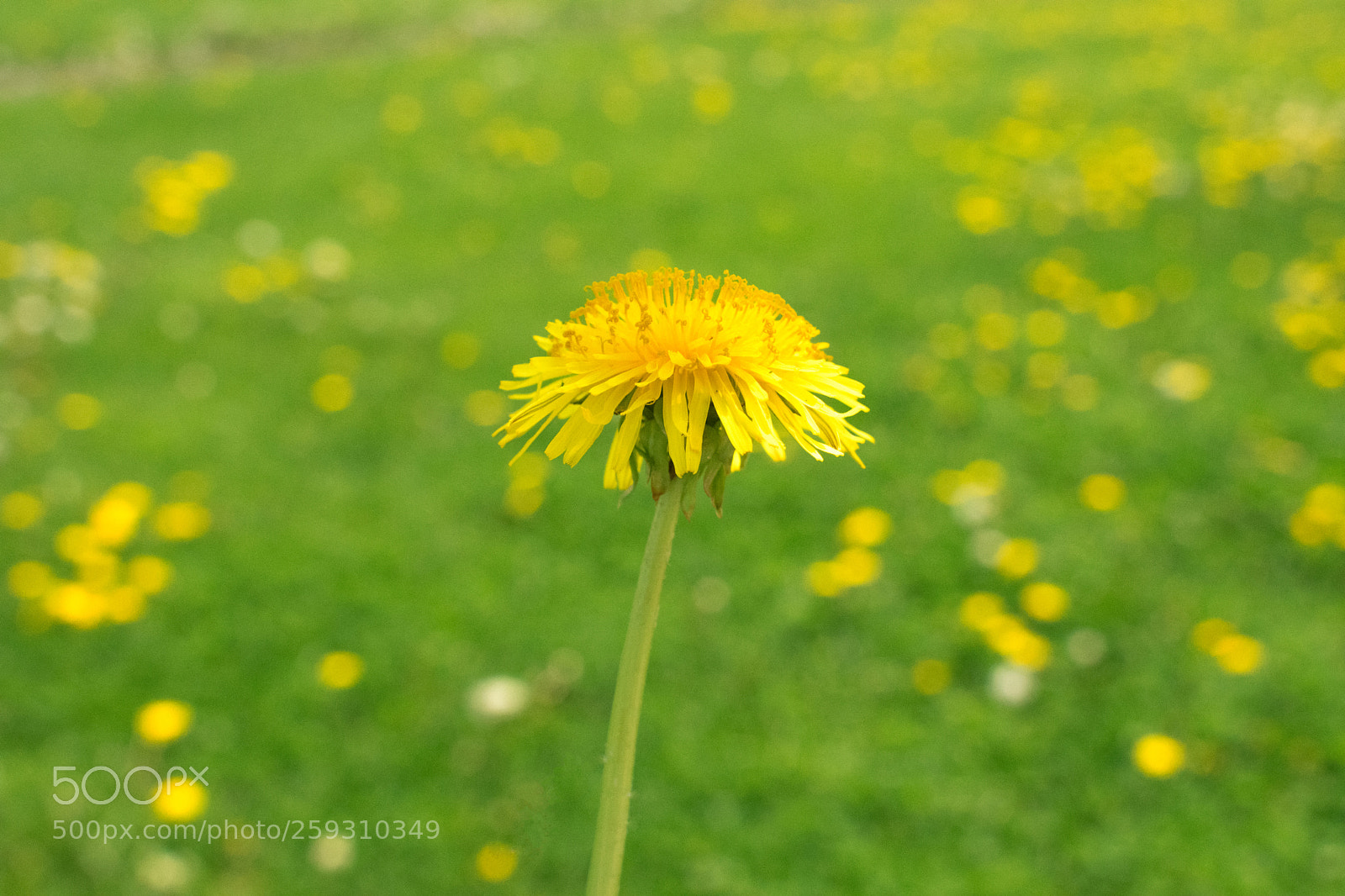 Nikon D3400 sample photo. Shallow depth of field photography