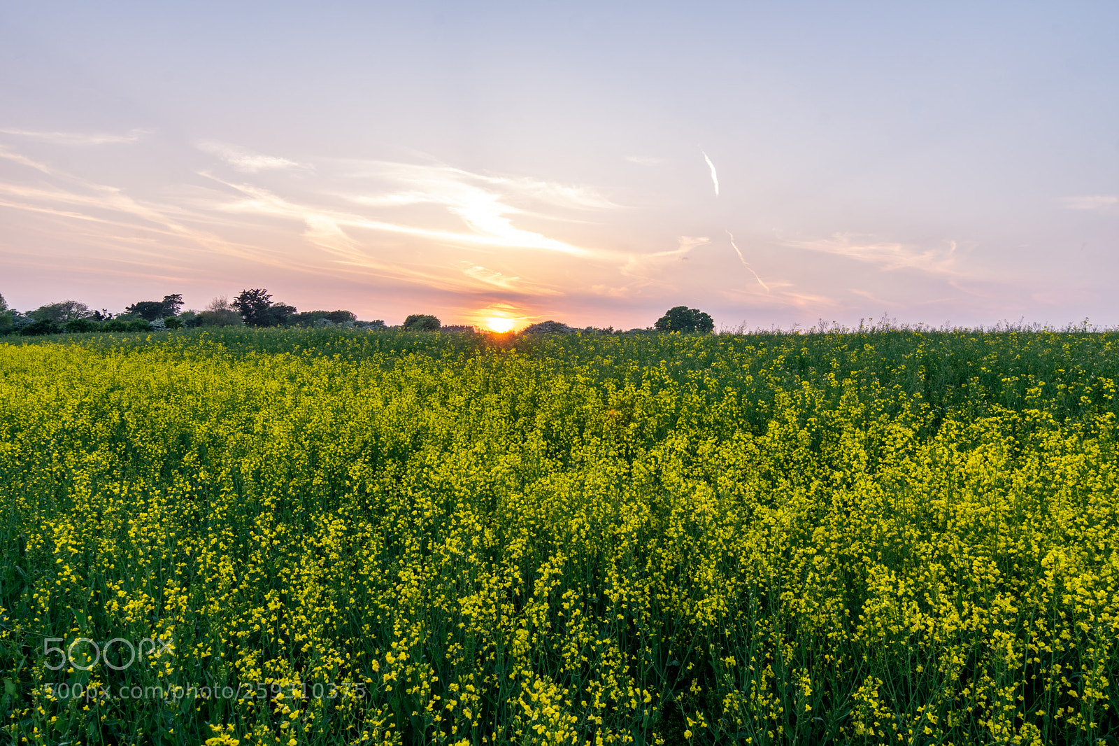 Nikon D5300 sample photo. Yellow fields at sunset photography
