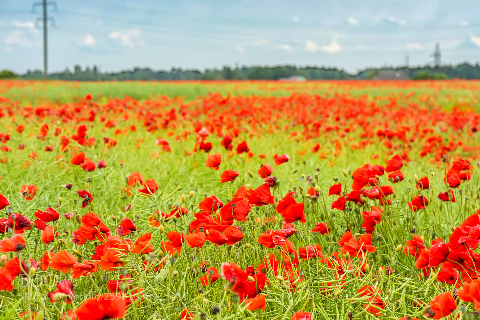 Nikon D610 sample photo. Field with red papavers photography