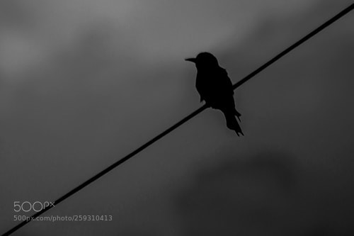 Nikon D3200 sample photo. Blackbird photography
