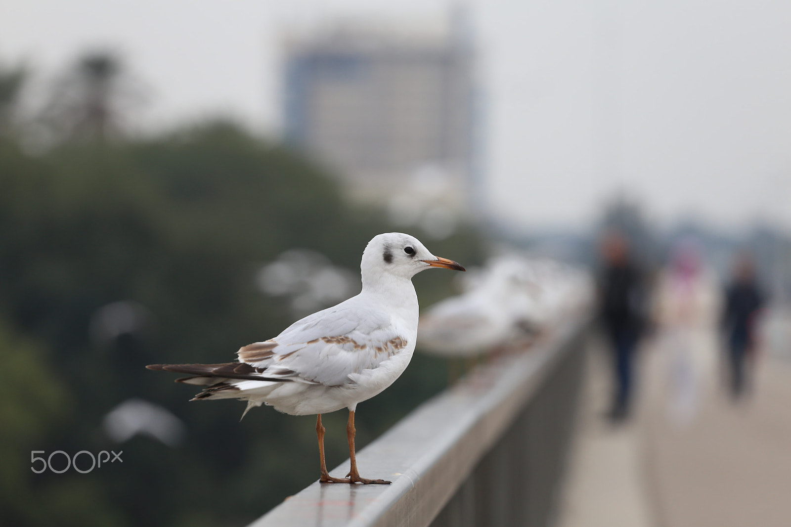Canon EOS 6D + Canon EF 70-200mm F4L USM sample photo. Sea gull photography