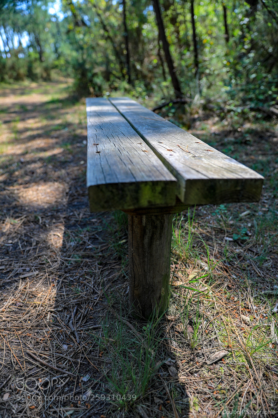 Canon EOS 5D Mark IV sample photo. Banc nature  photography