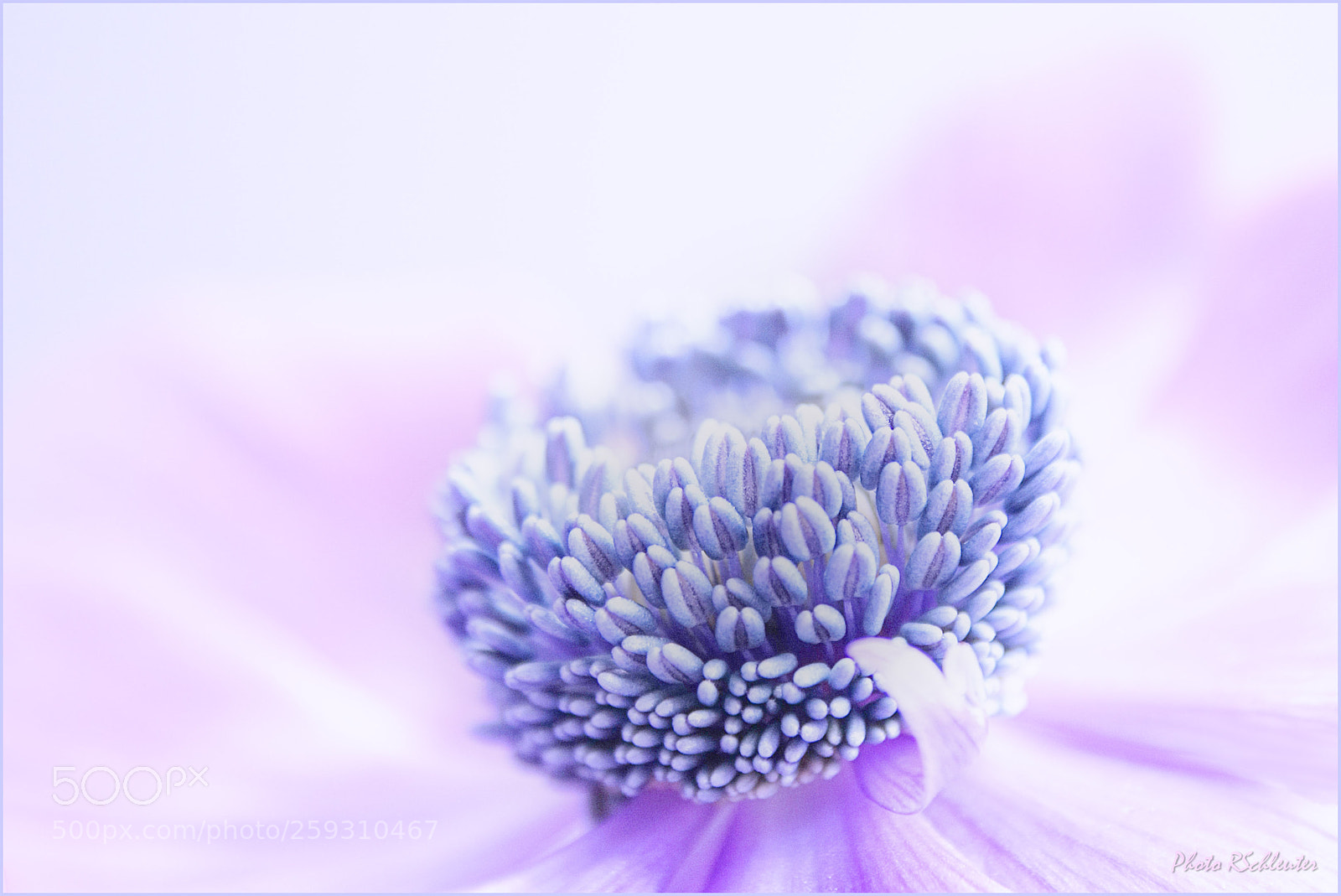 Canon EOS 1000D (EOS Digital Rebel XS / EOS Kiss F) sample photo. Anemone photography