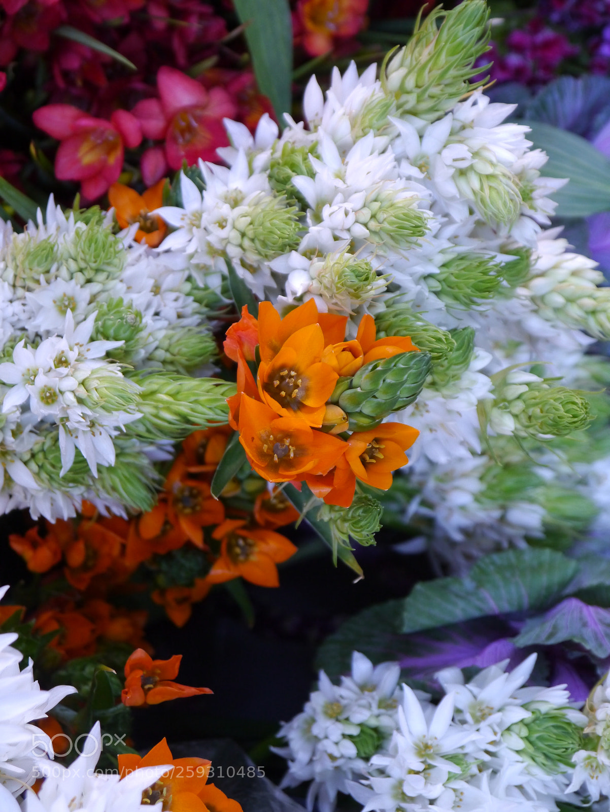 Panasonic Lumix DMC-G3 sample photo. Flowers photography
