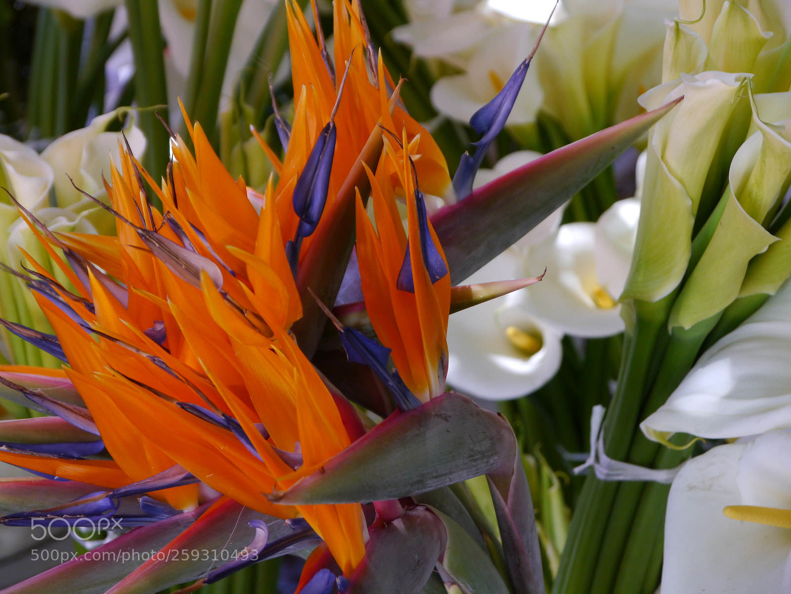 Panasonic Lumix DMC-G3 sample photo. Ave de paraiso y photography