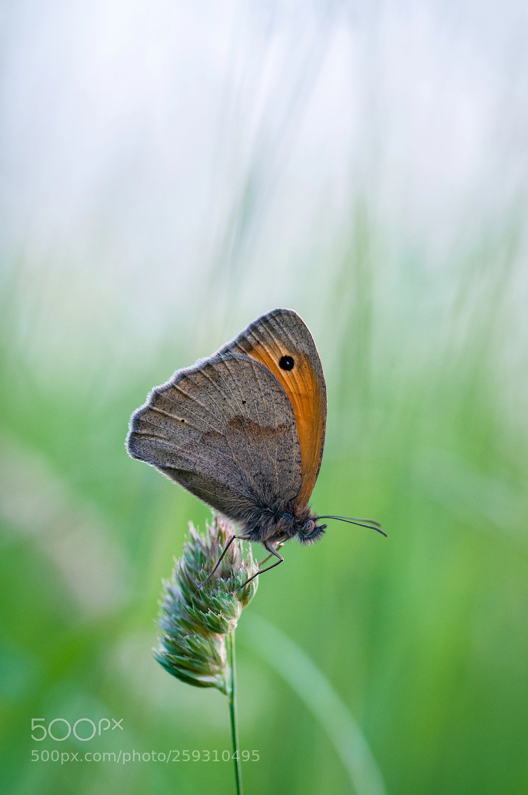 Nikon D300 sample photo. Butterfly photography