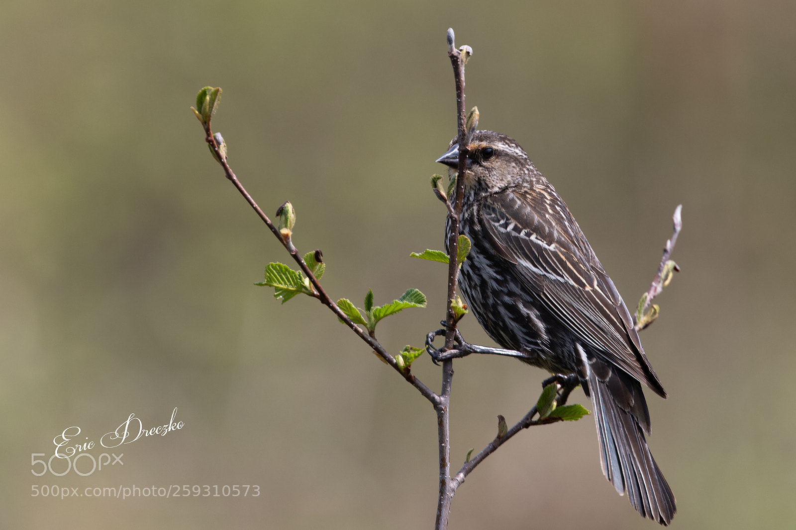 Canon EOS 5D Mark IV sample photo. Female redwing blackbird photography
