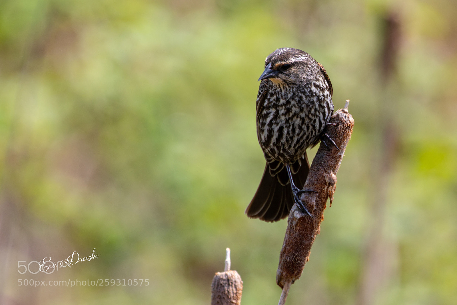Canon EOS 5D Mark IV sample photo. Female redwing blackbird photography