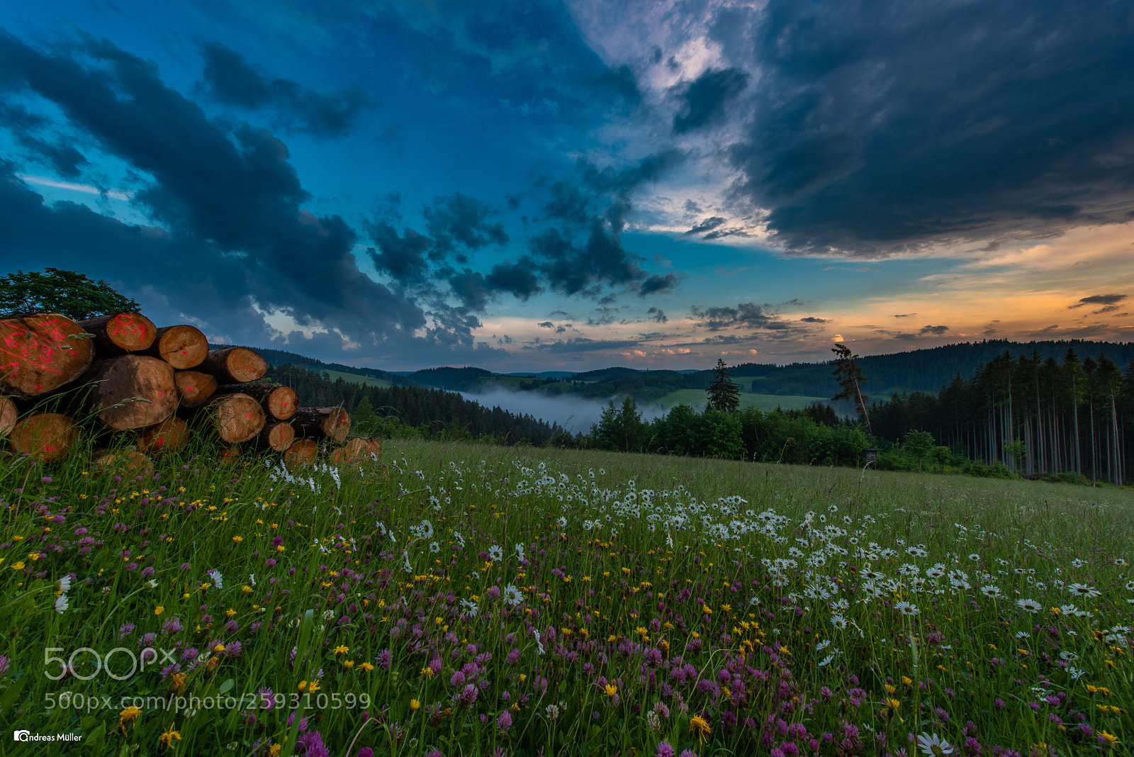 Nikon D810 sample photo. Evening mood in the photography