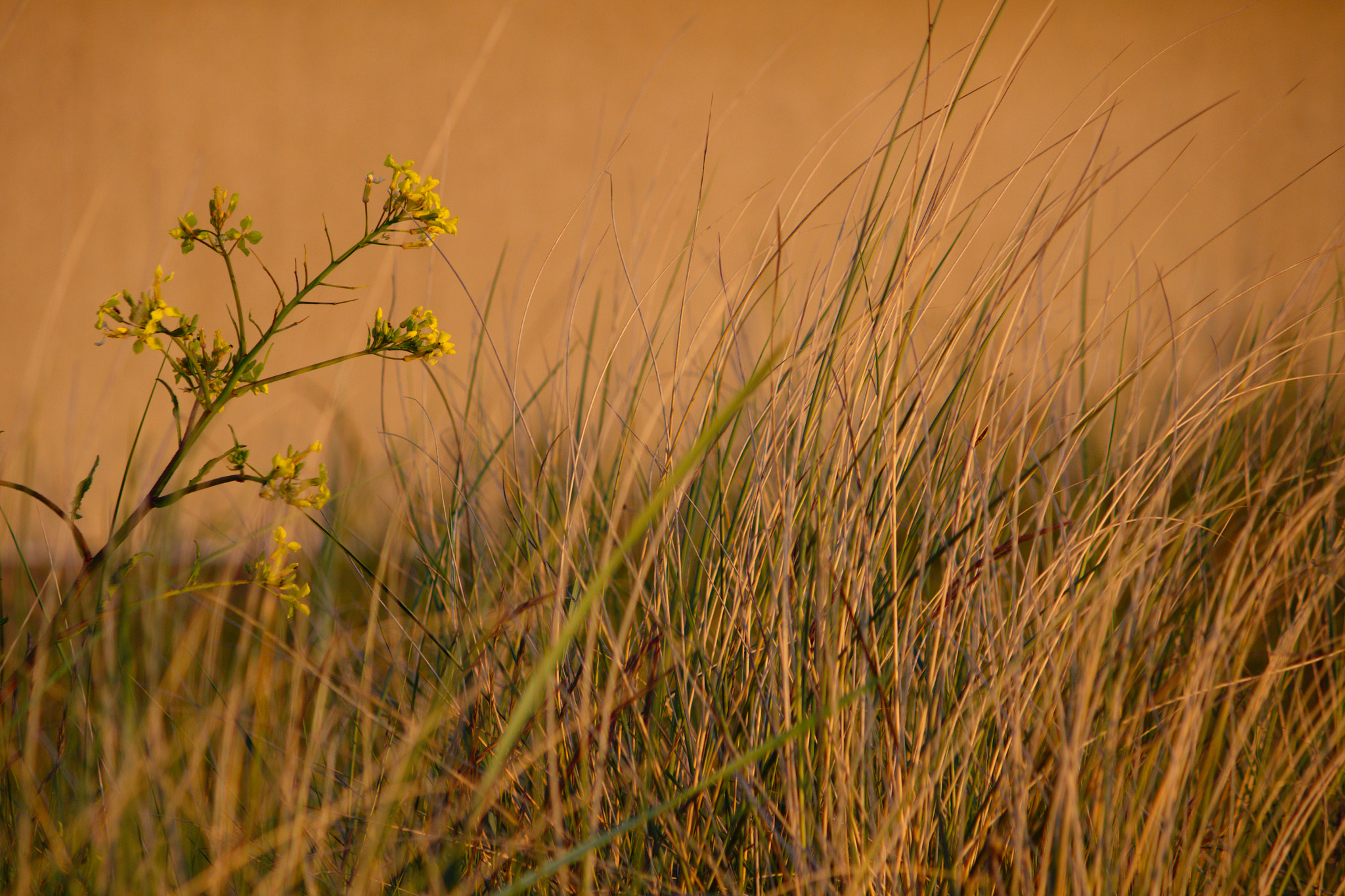 Canon EF-S 55-250mm F4-5.6 IS II sample photo. Grass... photography