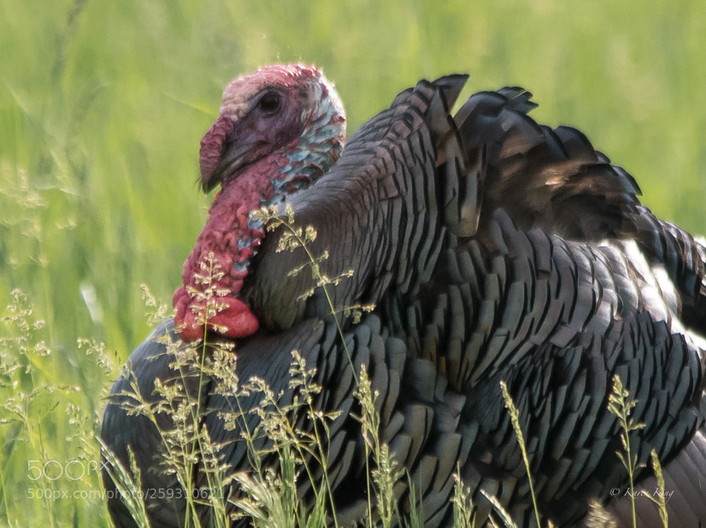 Nikon D500 sample photo. Tom turkey photography