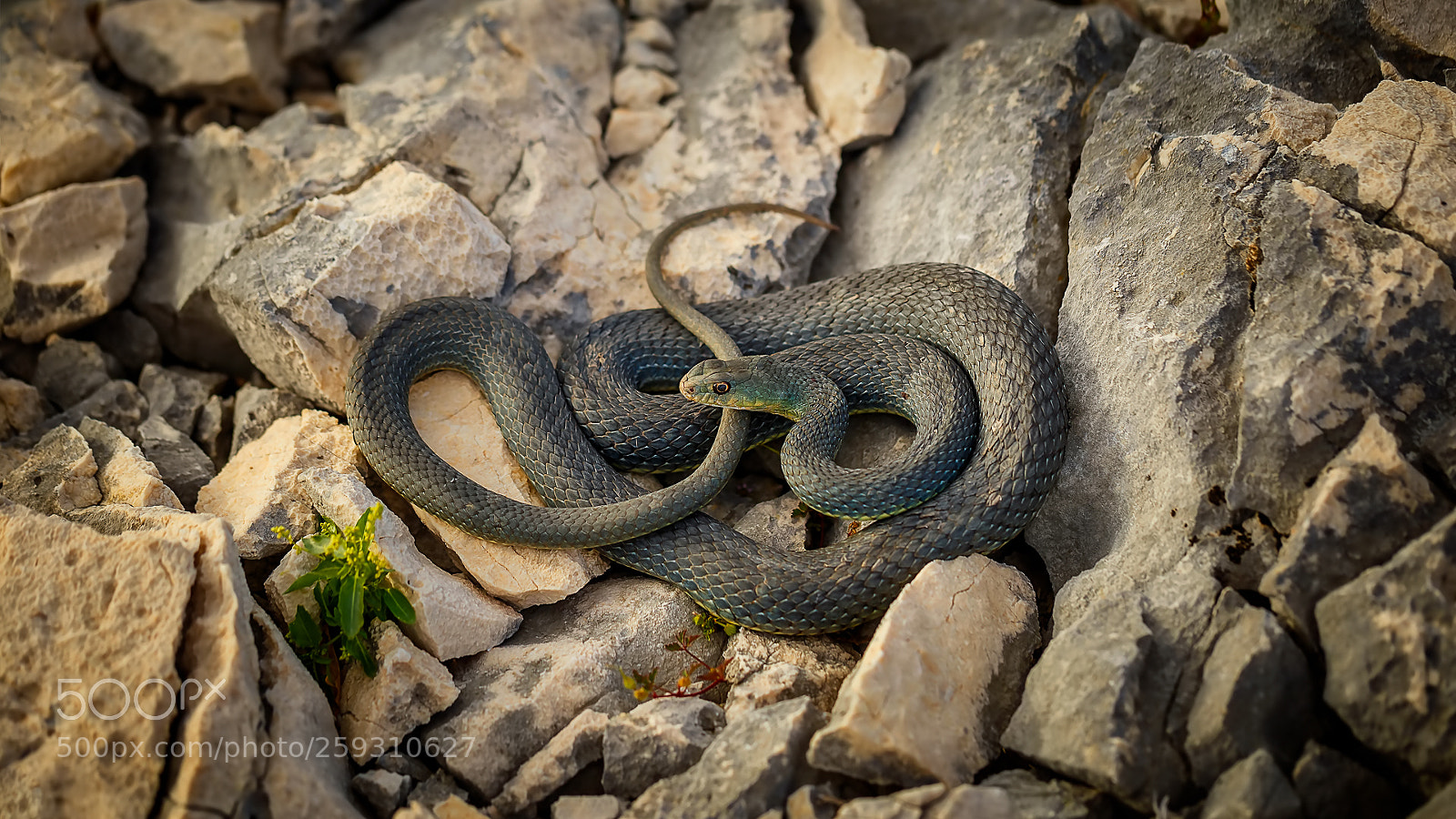 Canon EOS 6D sample photo. Rohlavec je t r photography