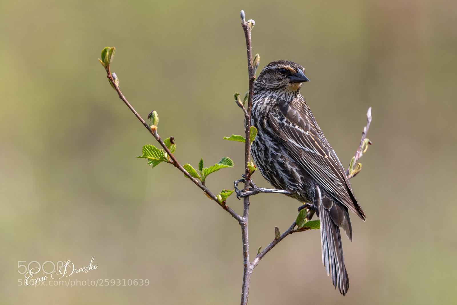 Canon EOS 5D Mark IV sample photo. Female redwing blackbird photography