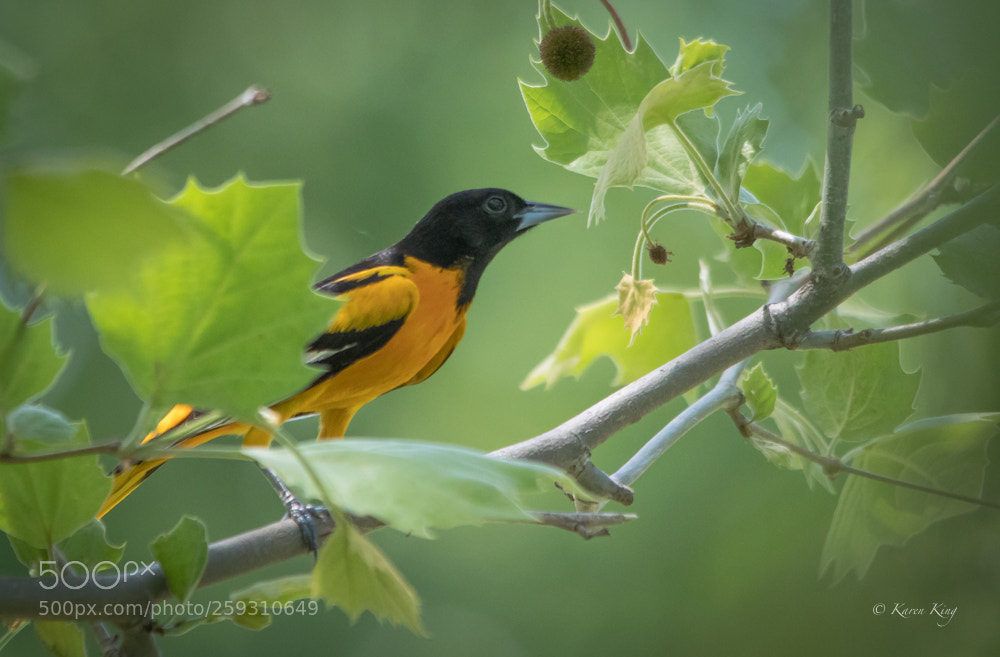 Nikon D500 sample photo. Oriole beauty photography