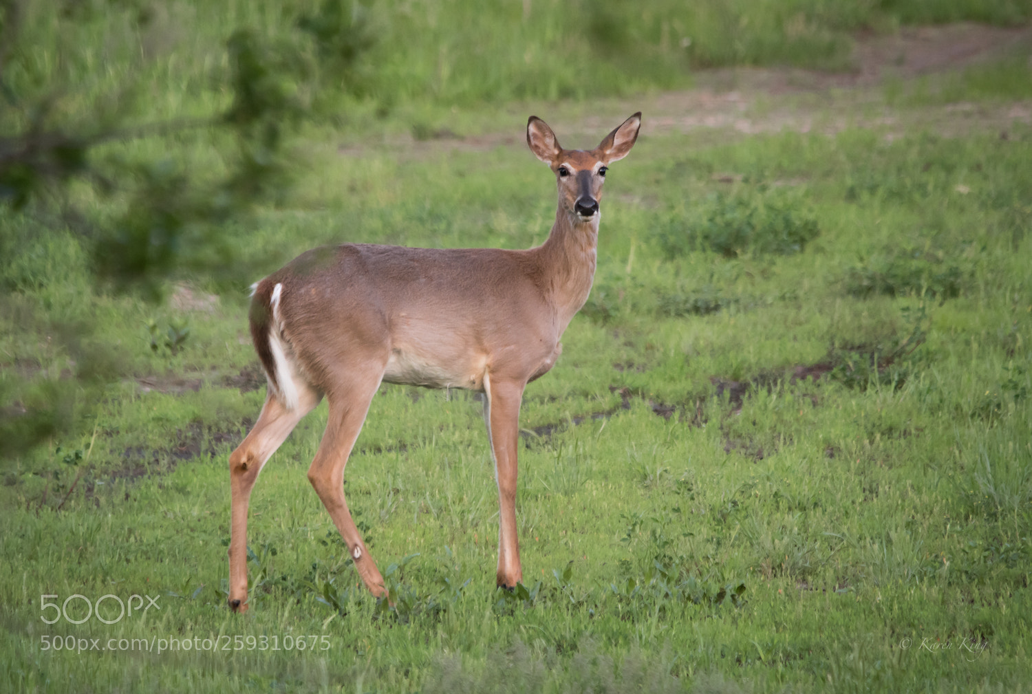 Nikon D500 sample photo. Lovely doe photography