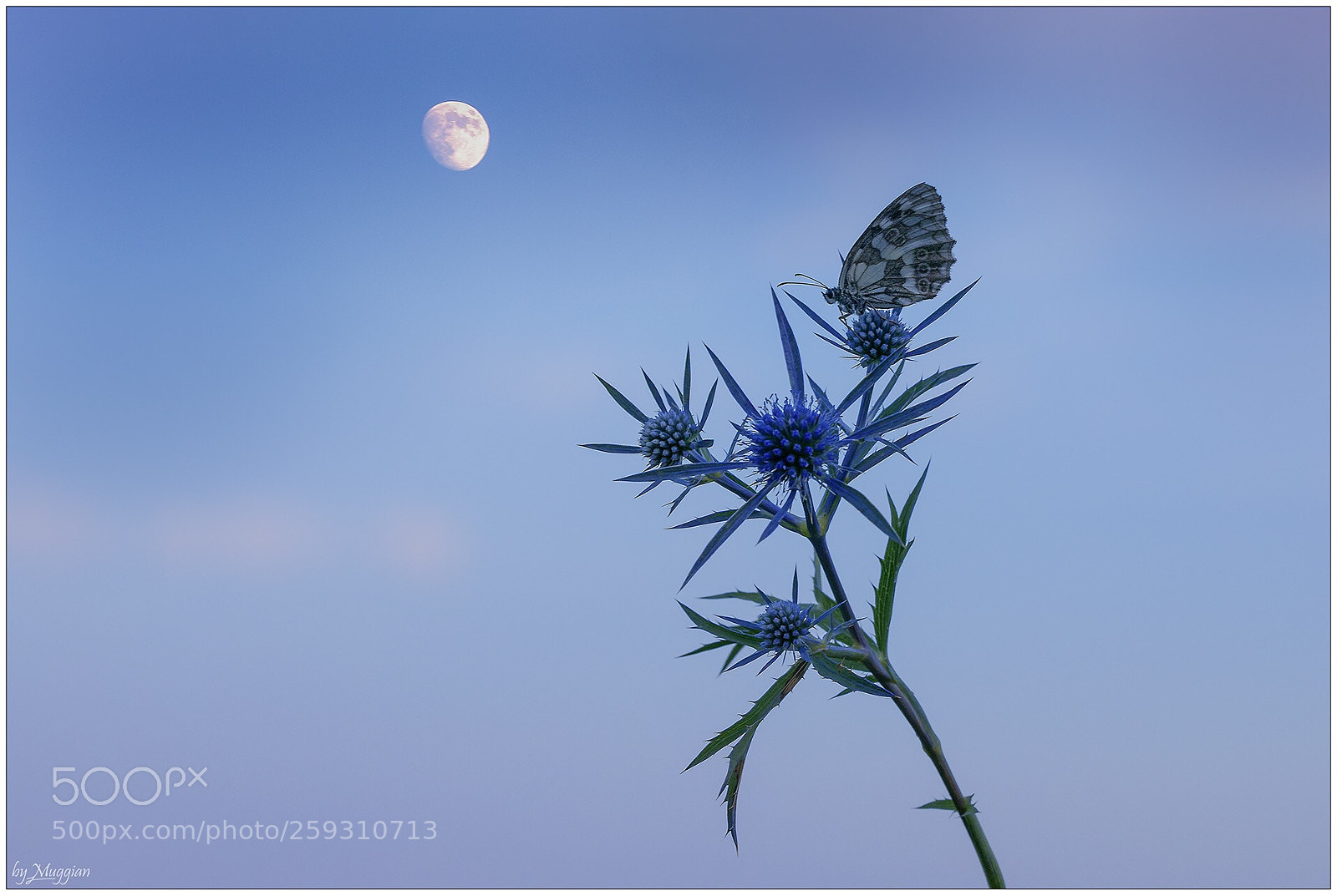 Canon EOS 5D Mark IV sample photo. Dolce notte photography