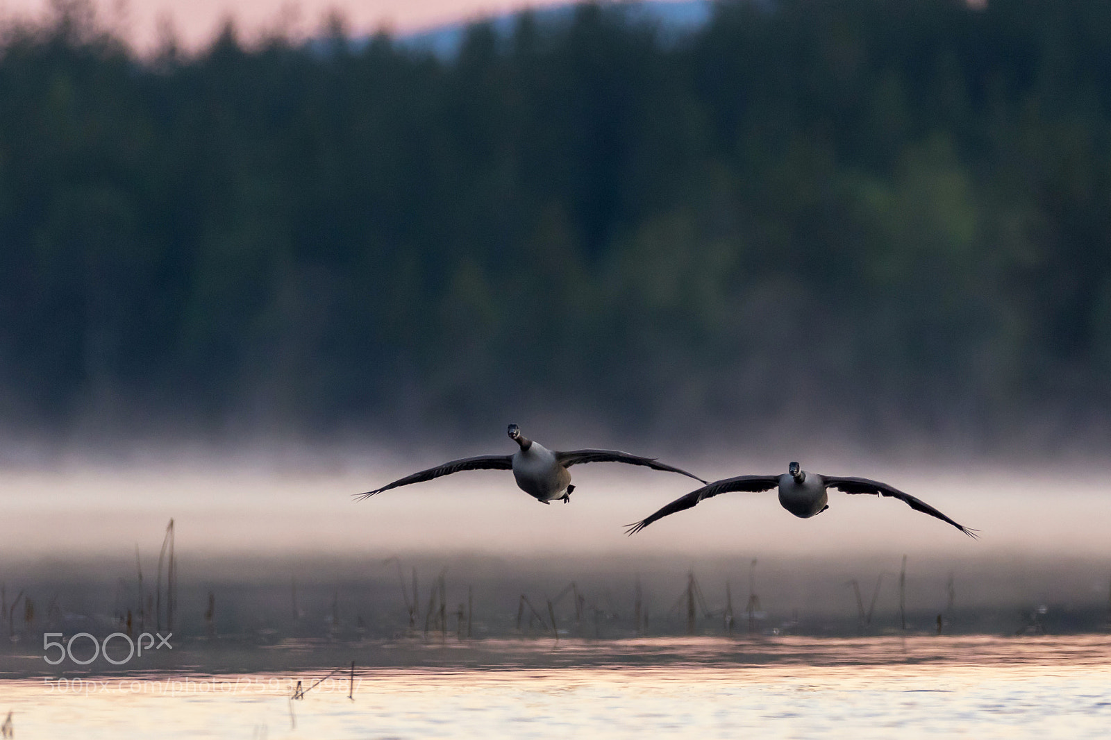 Canon EOS 7D Mark II sample photo. Kanadagänse im anflug photography