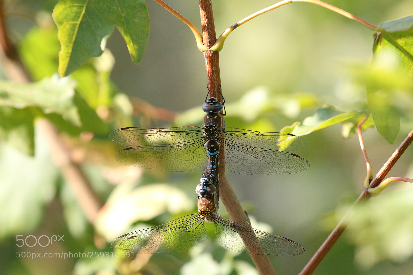 Canon EOS 70D sample photo. Untitled photography