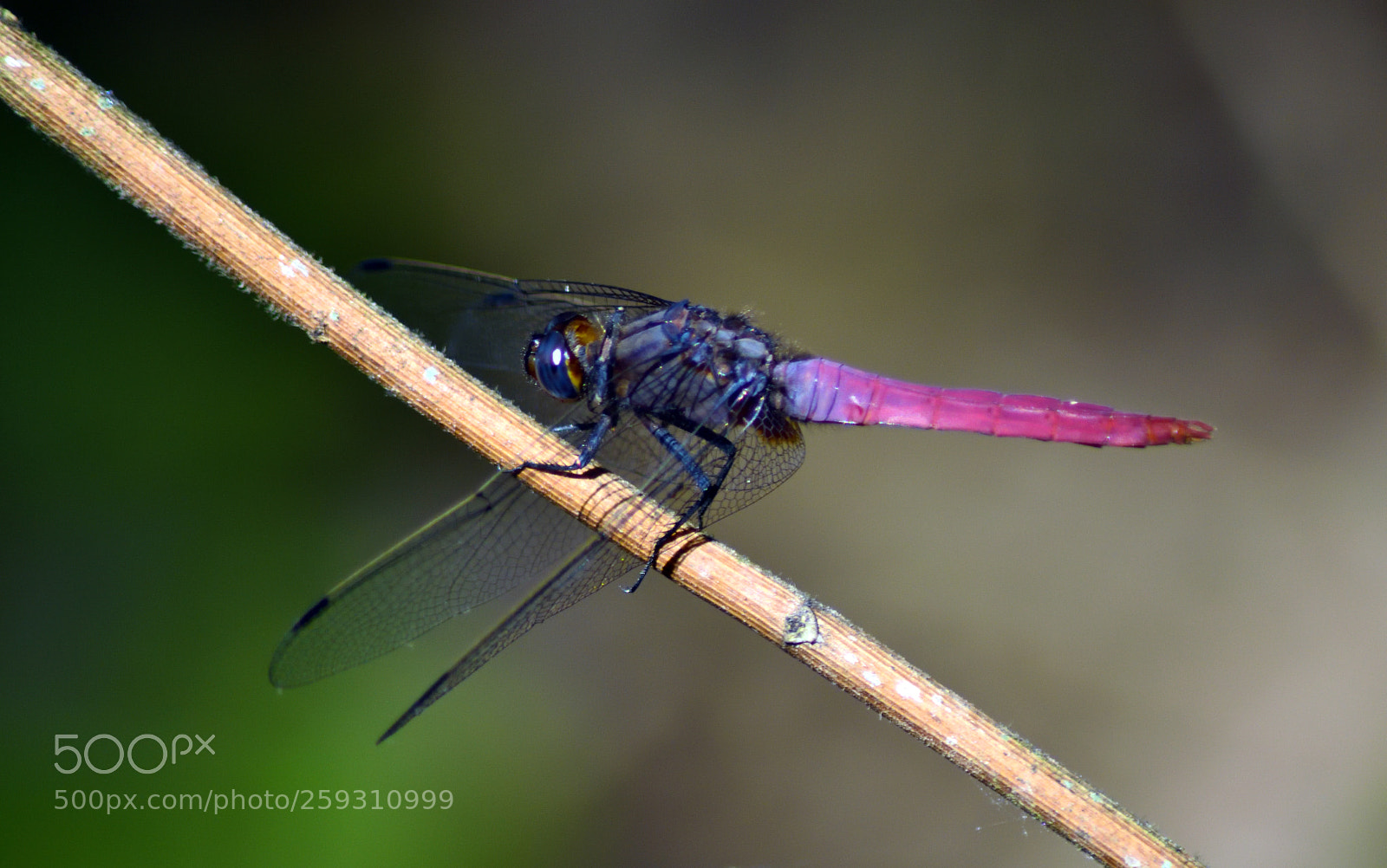 Nikon D7200 sample photo. Orthetrum pruinosum (male) photography