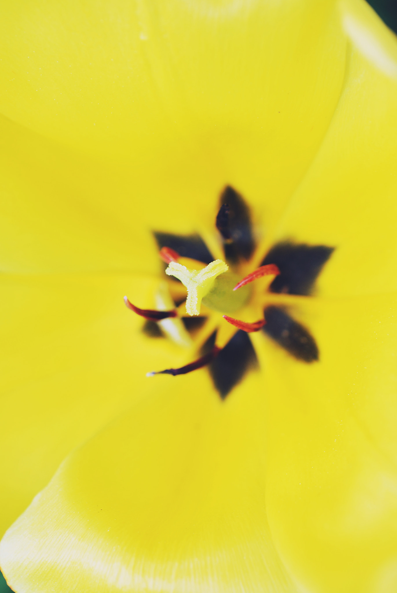 Nikon AF-S DX Micro Nikkor 40mm F2.8 sample photo. Yellow. photography