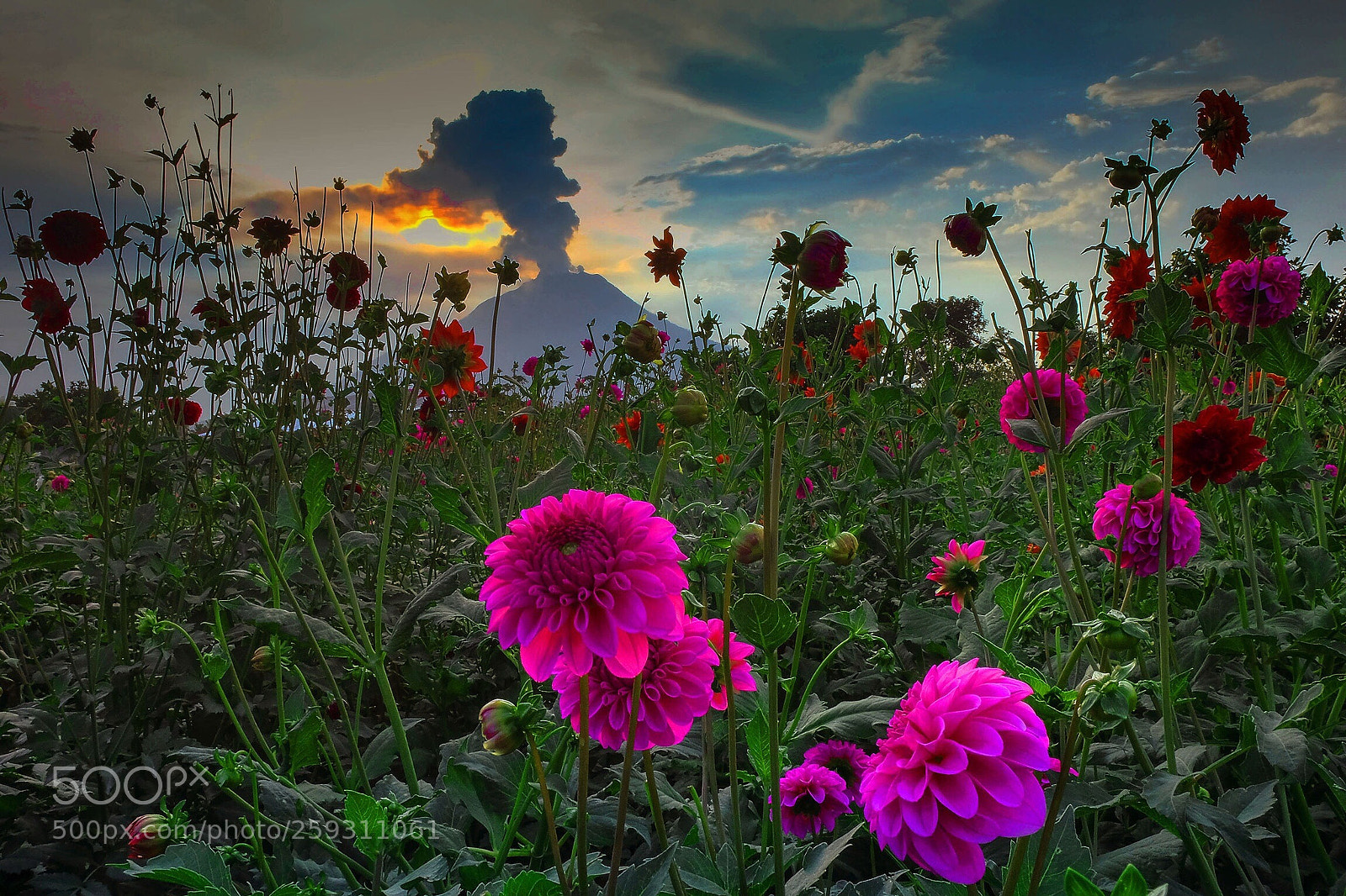 Fujifilm X-T1 sample photo. Flowers garden  photography