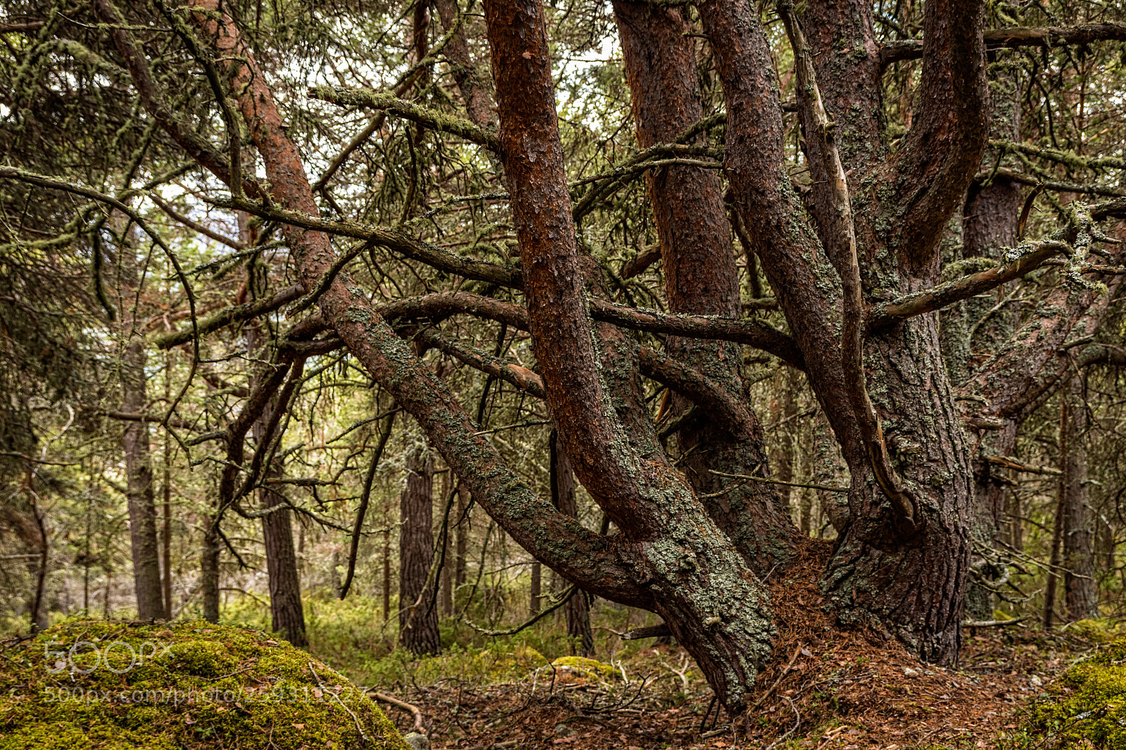 Canon EOS 80D sample photo. A pine in the photography