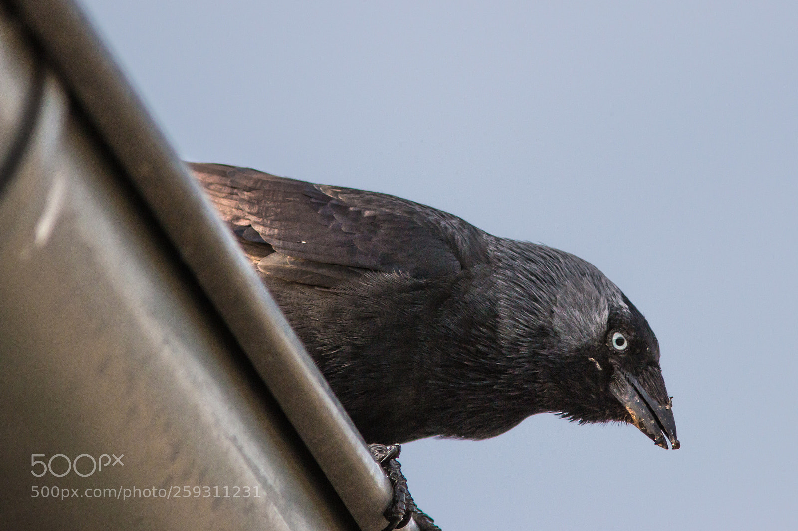 Canon EOS 70D sample photo. Jackdaw photography