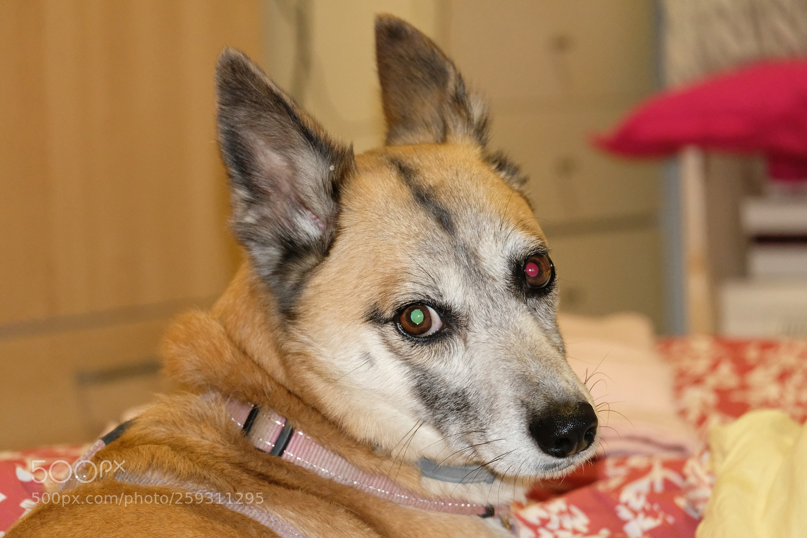 Fujifilm X-T20 sample photo. Dog photography