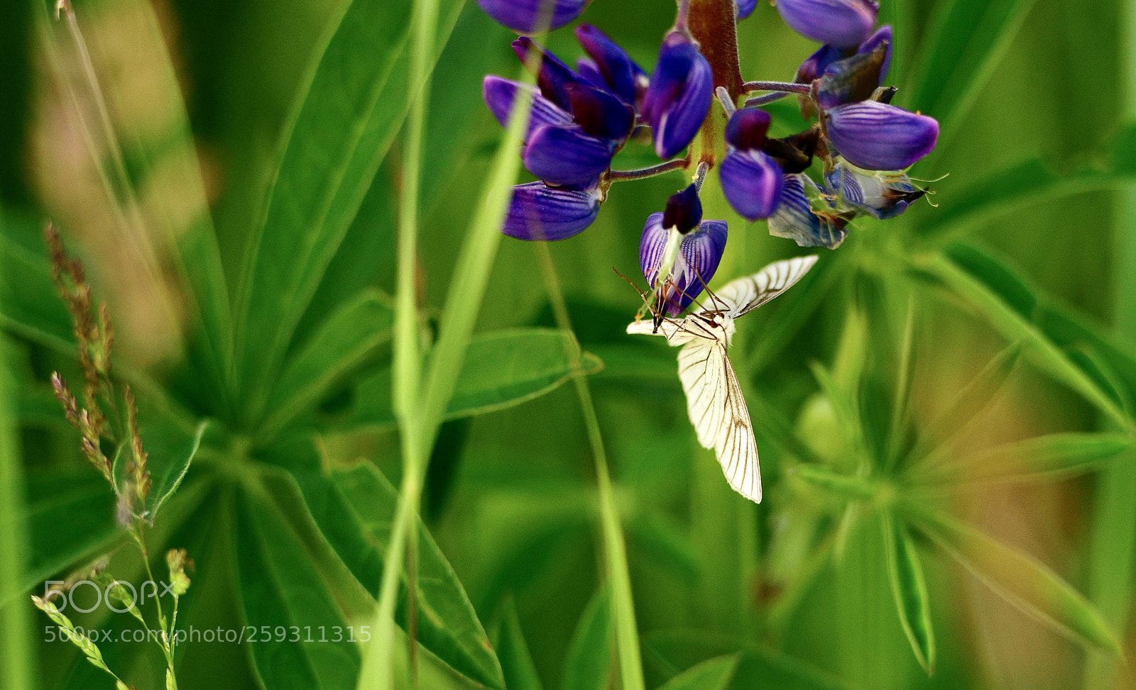 Nikon D850 sample photo. White butterfly on a photography