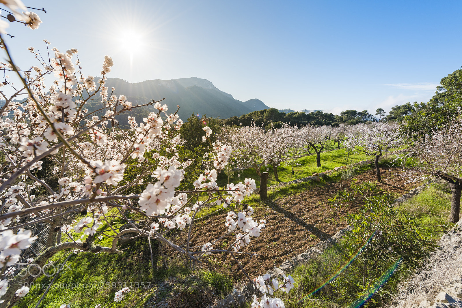 Nikon D810 sample photo. Flowering almond trees in photography