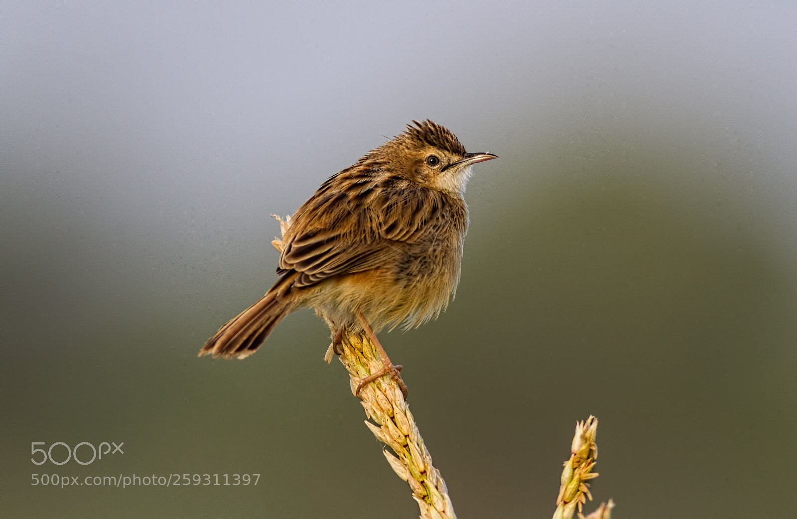 Canon EOS 7D sample photo. Zitting cisticola.... photography