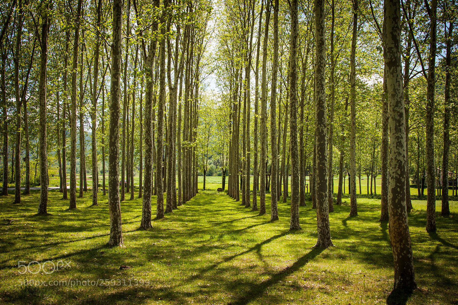 Canon EOS 50D sample photo. Symmetry photography