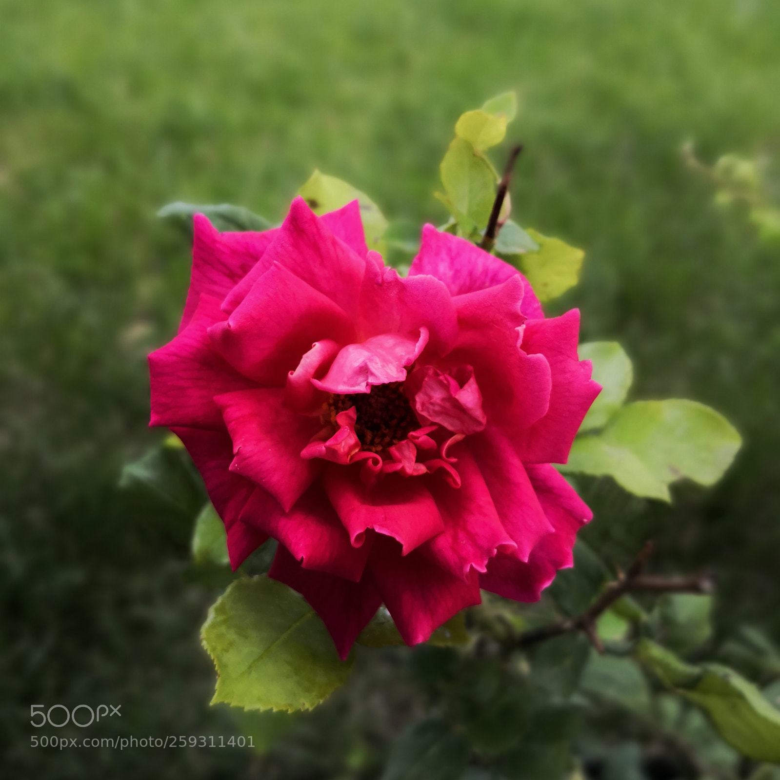 HUAWEI Mate 10 Pro sample photo. Blossom photography