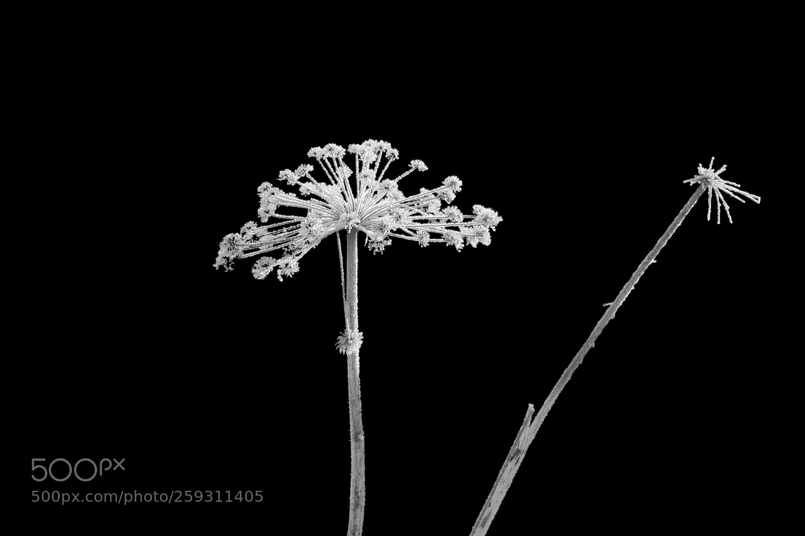 Nikon D3100 sample photo. Two flowers (inequality) photography