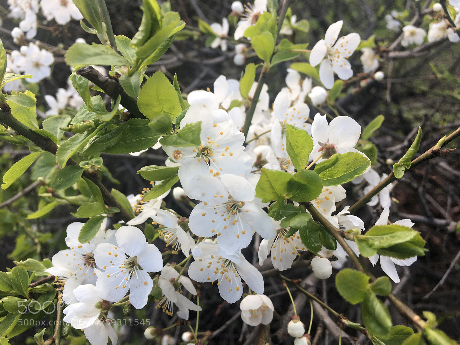 Apple iPhone 6s sample photo. Blooming photography