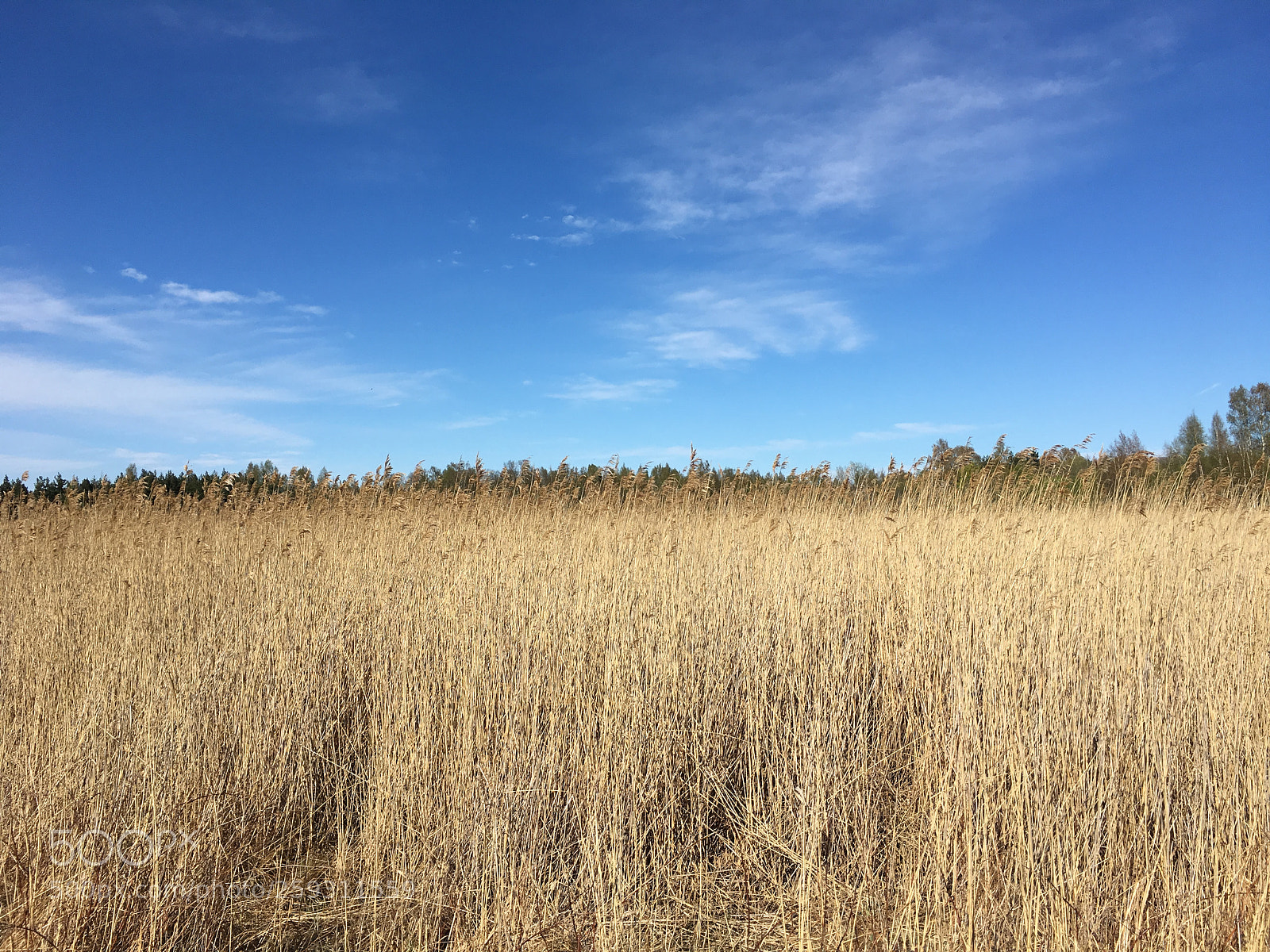 Apple iPhone 6s sample photo. Nature in latvia photography