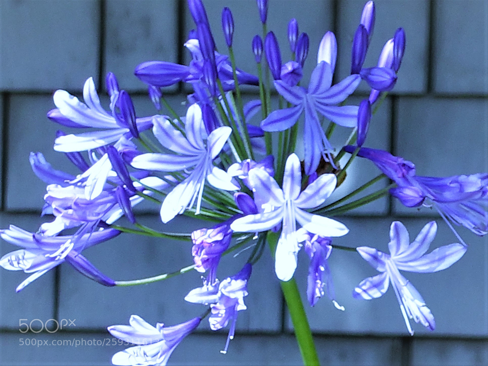 Sony Cyber-shot DSC-RX100 III sample photo. Lillies photography