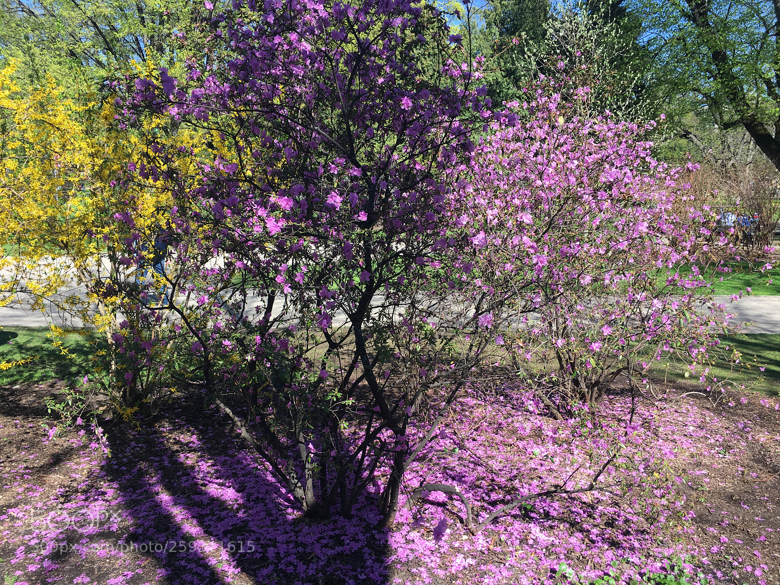 Apple iPhone 6s sample photo. Blooming photography