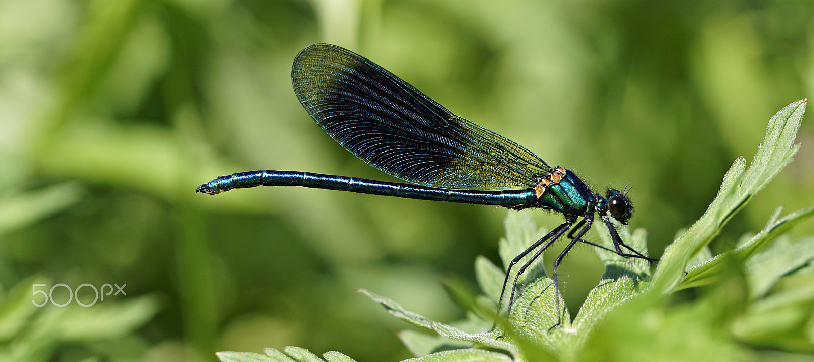 Tamron SP 90mm F2.8 Di VC USD 1:1 Macro sample photo. Gebänderte prachtlibelle photography