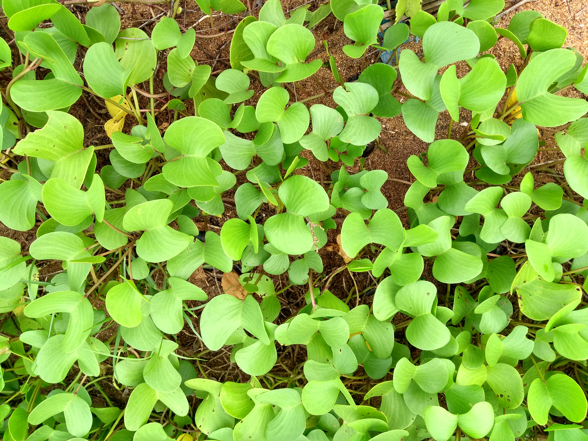 Motorola Moto G (5th Gen) sample photo