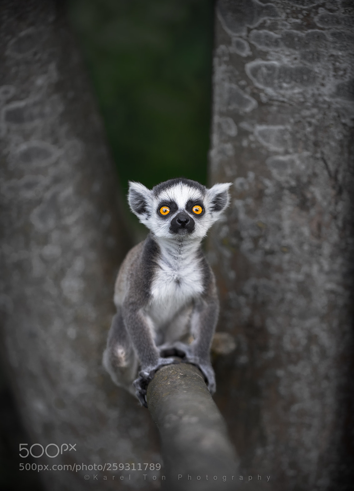 Canon EOS 6D sample photo. Young lemur, landgoed hoenderdaell photography