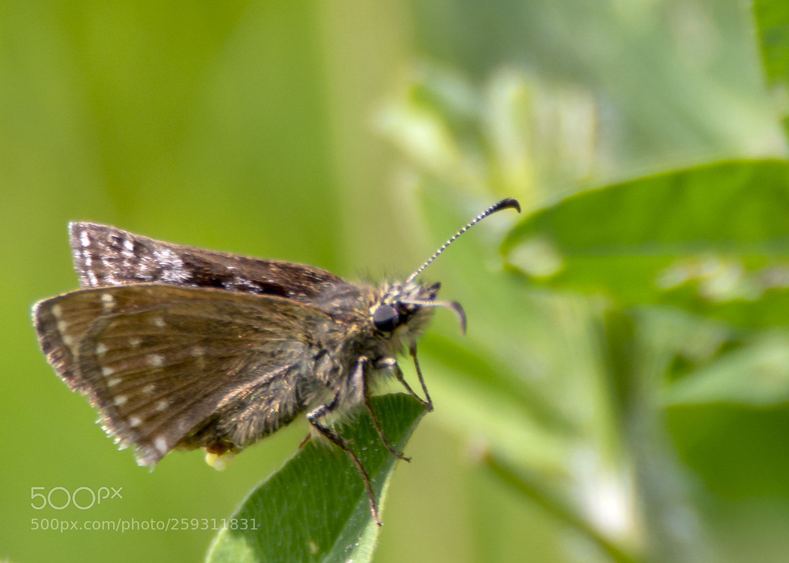 Nikon D7100 sample photo. Dingy skipper photography