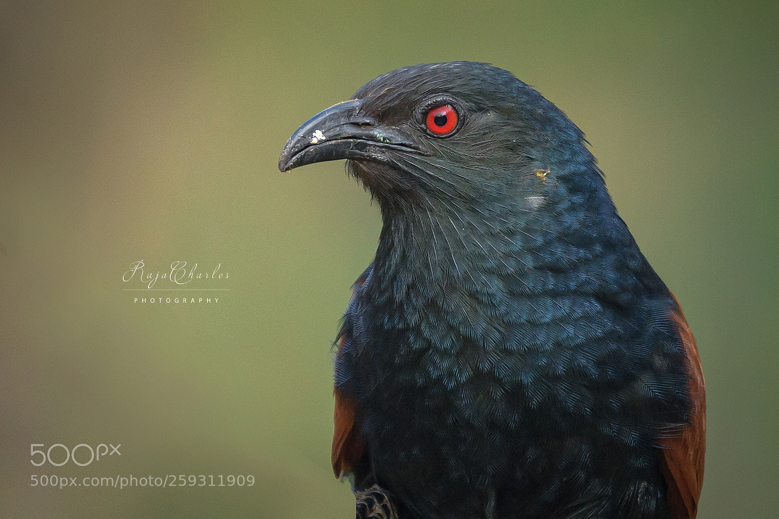 Nikon D5300 sample photo. Southern coucal photography