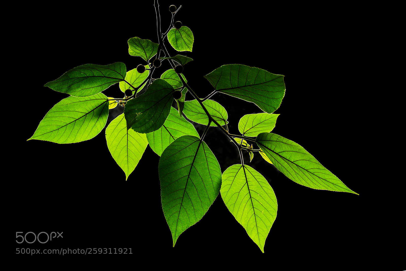 Nikon D800 sample photo. The branch photography