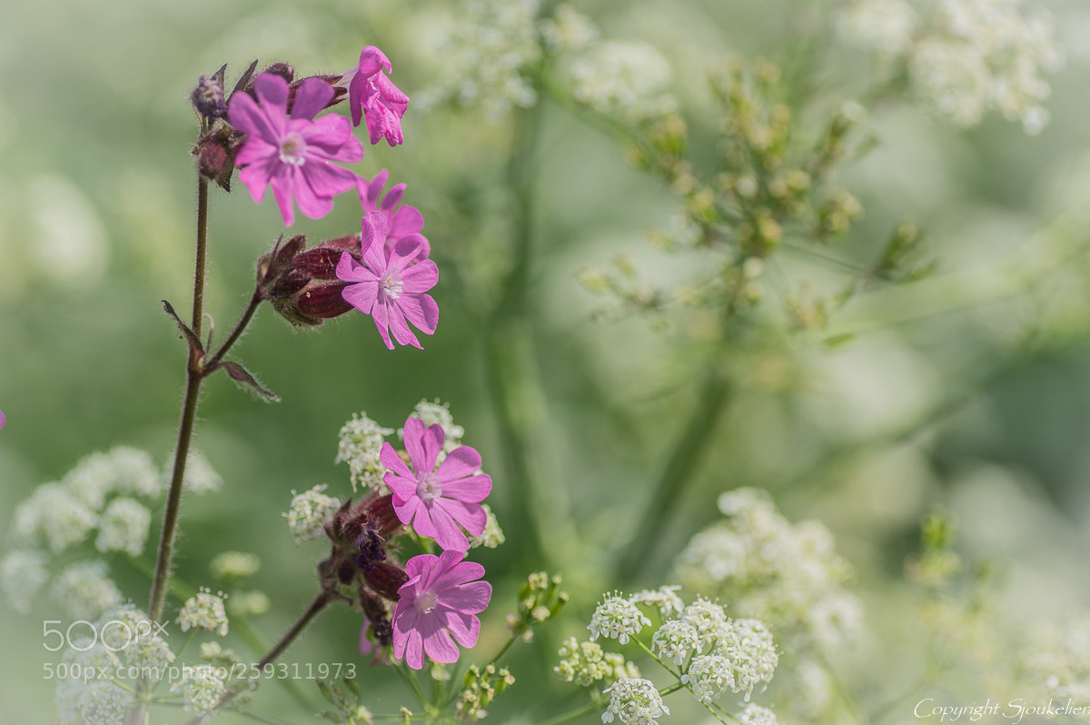 Pentax K-3 sample photo. Pink in white photography