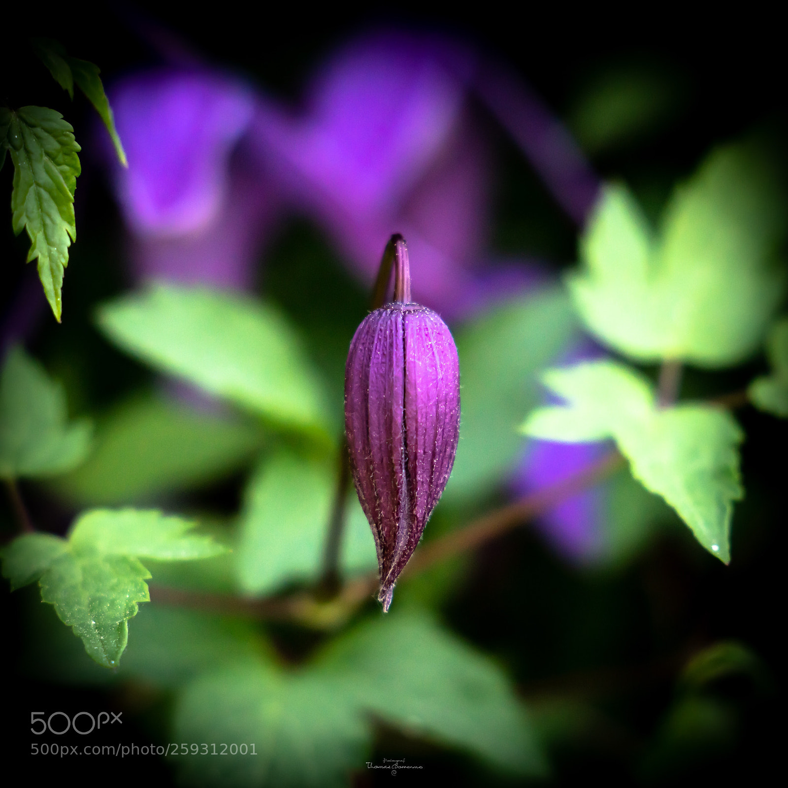 Sony a7R III sample photo. Purple  photography