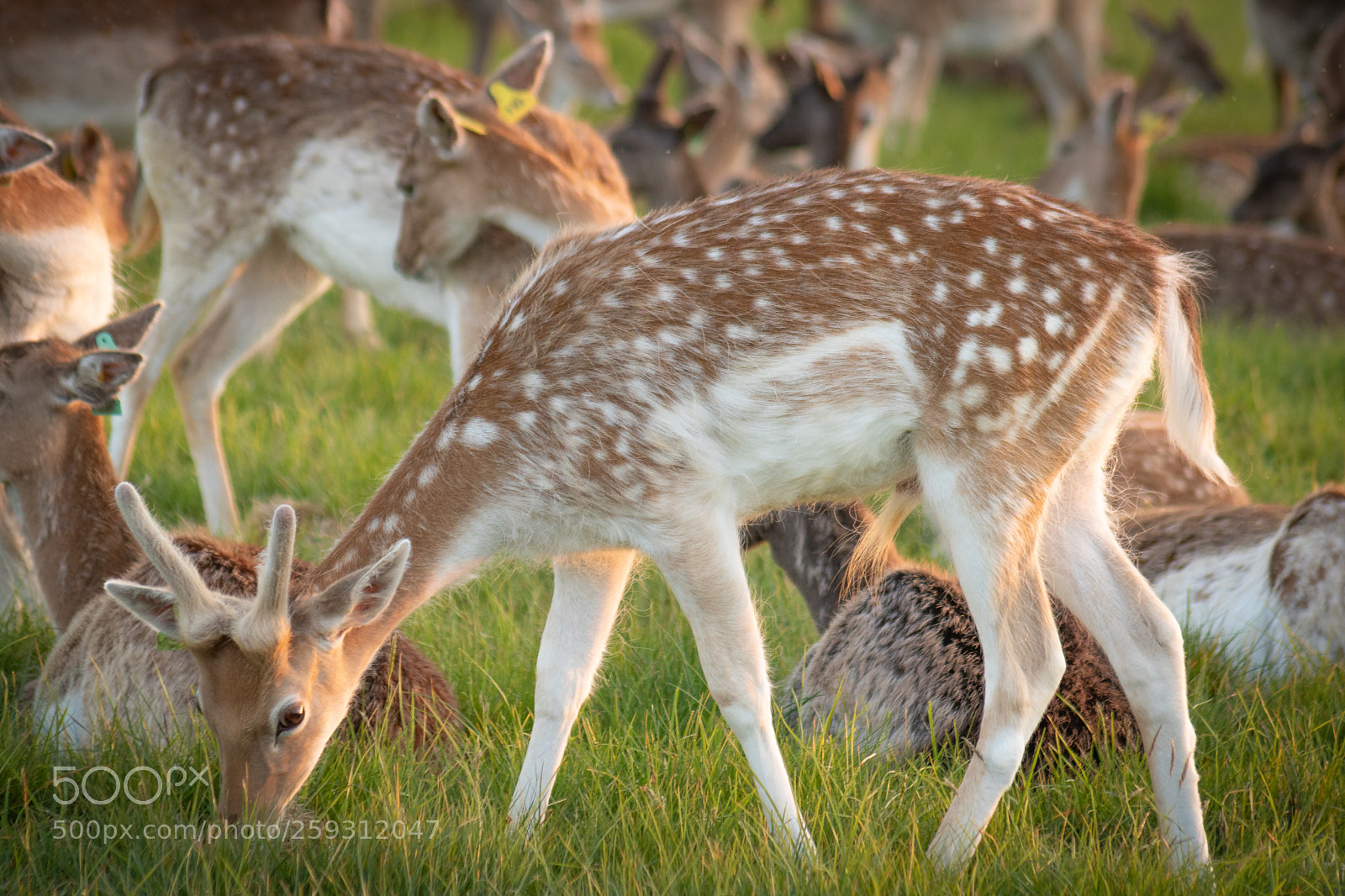 Canon EOS 760D (EOS Rebel T6s / EOS 8000D) sample photo. Deer photography